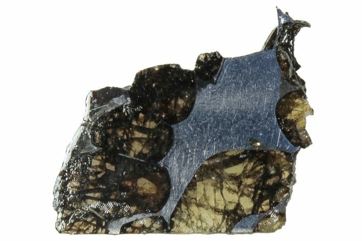 Polished Sericho Pallasite Meteorite ( g) Slice - Kenya #313685